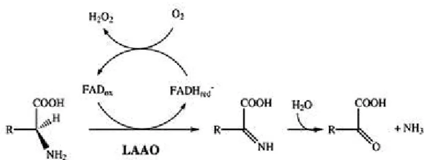 Figura  11.  Reação  química  catalisada  pelas  LAAOs.  O  iminoácido  gerado  como  produto  intermediário  sofre  uma  hidrólise  espontânea,  gerando  um  α-cetoácido  e  amônia