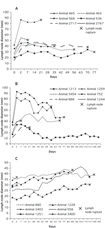 Figure 1. Evolution of the diameter of lymph nodes of animals  treated with iodine tincture at 10% (A), animals treated with  sodium hypochlorite at 2.5% (B) and animals belonging to the  control group (C), over time.
