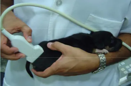 Figure 1. Transducer position for a dorso-lateral ultrasonographic image of a coxofemoral joint of a 15- 15-day-old Rottweiler puppy