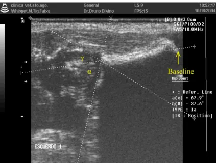 Figure 3. Ultrasonographic image corresponding to a dorso-lateral placement of the coxofemoral  articulation of a 15-day-old dog, showing α and γ angles