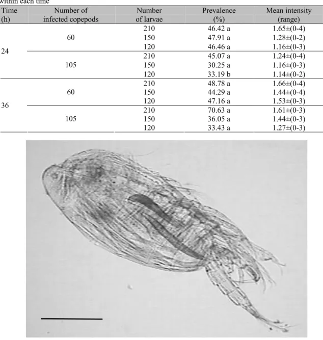 Table 1. Evaluation of the experimental infection of Notodiaptomus sp. with larvae of Camallanus sp., 24  and 36 hours after infection