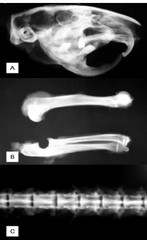 Fig. 2. Male paca, level III lesion. A) Skull presenting  increase of diffused radiopacity
