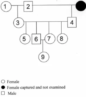Fig. 5. Genealogical tree of examined animals  demonstrated by numbers. 