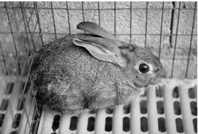 Figure 1. Cage floor in whose orifices the hind limbs of wild rabbits became trapped. 