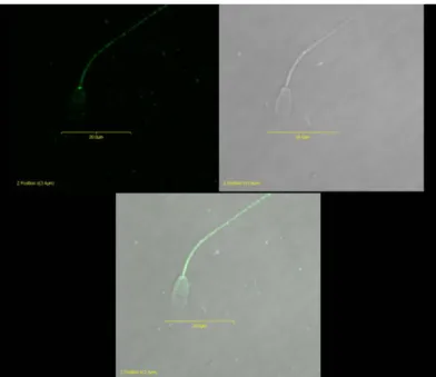 Figure 3. Binding pattern of nucleobindin 2 of ejaculated bovine sperm. Images obtained through indirect  immunofluorescence and laser scanning confocal microscopy
