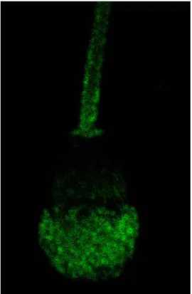 Figure 4.  Binding pattern of BSP A3 of  ejaculated bovine sperm. Images were obtained  through  indirect immunofluorescence and laser  scanning confocal microscopy