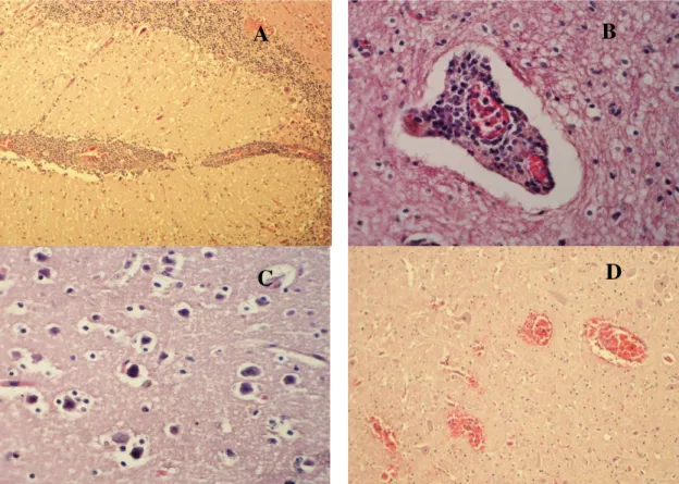 Figure 1. Encephalon histopathological examination of cattle that died presenting neurological signs and a  BHV-4 positive diagnosis