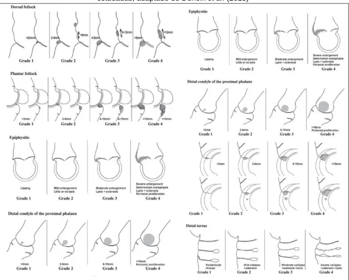 Figura 6: Representação esquemática dos diferentes graus de lesão nas diferentes articulações  estudadas, adaptado de Denoix et al