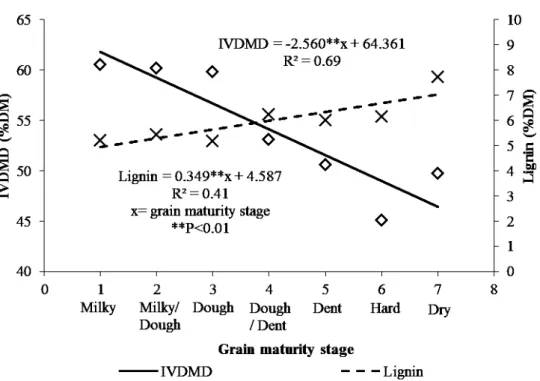 Figure 2. Tendency curves for the estimated values of in vitro DM digestibility (IVDMD) and lignin for  silages of sorghum BRS-610  in seven stages of grain maturity