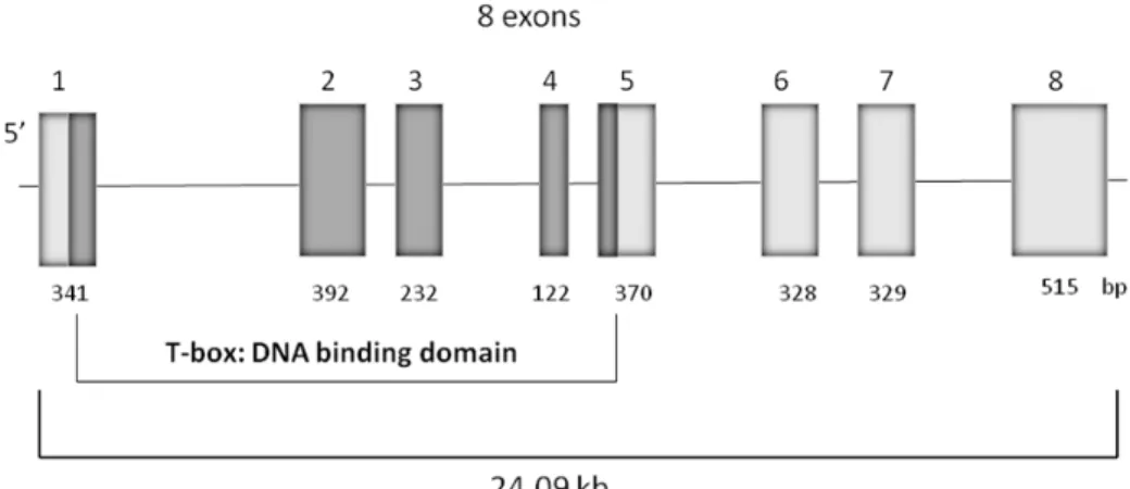 Figure 3.The gray-boxed region corresponds to the T-box region of canine Tpit. 