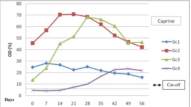 Figure 3. Comparison of immune response through ELISA-Gs of the group of challenged goats