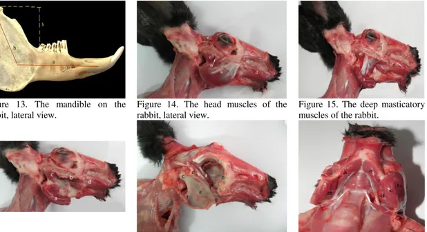 Figure  13.  The  mandible  on  the  rabbit, lateral view. 
