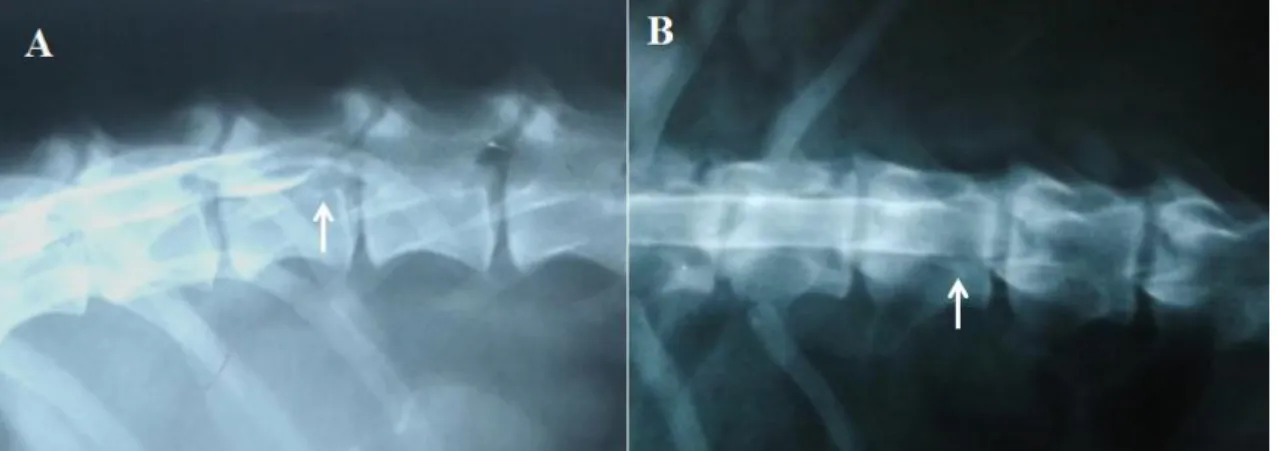 Figure  1.  Dog.  Myelography  image  of  the  thoracolumbar  spine  showing  dorsal  and  ventral  contrast  blockage in the intervertebral space between L1-L2