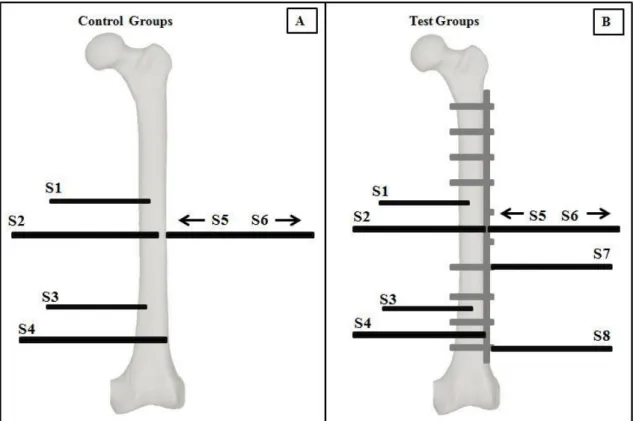 Figure 1. Schematic representation of the femur and the placement of the temperature sensors (      ) in the  control groups - CGI, CGII, CGIII and CGIV- (A) and test groups -TGI, TGII, TGIII and TGIV- (B)