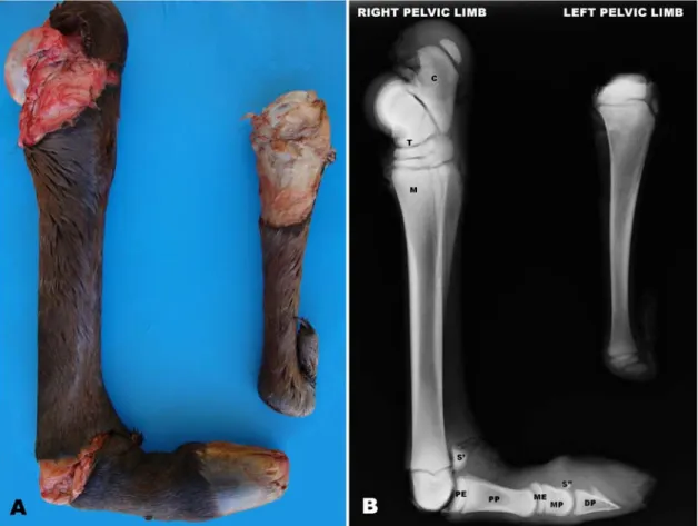 Figure 1. Multiple congenital defects in a newborn foal.Necropsy (A) and X-ray (B) show the incomplete  development  of the left  calcaneus, tarsal, metatarsal and phalanges