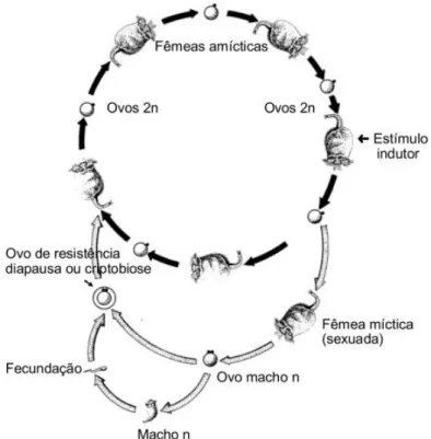 Figura 3: Ciclo de vida partenogénico e sexual dos rotíferos; desenho de J. J. Sá e Silva (Ferreira, 2009)