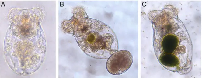 Figura  4:  Brachionus plicatilis  após  24  horas  de  jejum  (A),  após  15  min  de  alimentação  com  microalga  (B)  e  após 30 minutos de alimentação com microalga (C)