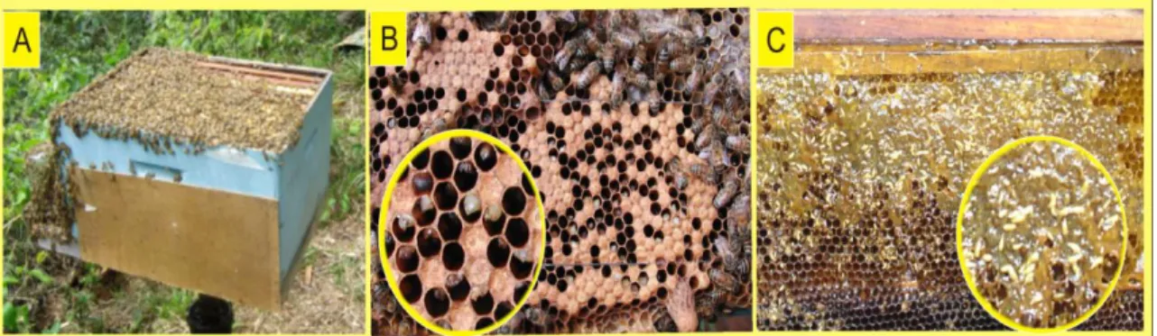 Figure 2. (A) Beehive affected by BSB; (B and C) Immediate symptoms after leaving the dead offspring  behind and the invasion of the opportunistic organisms in the honey