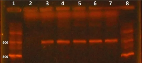 Figure  1.  Electrophoresis  of  Aviadenovirus  PCR  products  (897  bp).  Column  1  and  8:  100  bp  DNA  marker;  column  2:  SPF  chick  liver  negative  control;  column  3:  FAdV  Phelps  strain