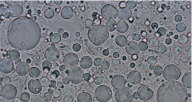 Figure 1. Light microscopy of W/O sesame oil emulsion containing  Lactobacillus reuteri 2M14C cells