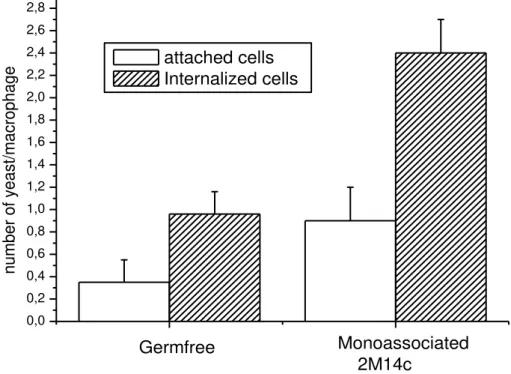 Figure  4. Number of autoclaved  Saccharomyces boulardii  attached on (white bars) and internalized by  (hatched  bars)  peritoneal  macrophages  from  germ-free  mice  and  Lactobacillus  reuteri  2M14C  monoassociated mice