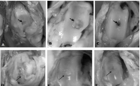 Figure  1.  Macroscopic  aspect  of  osteochondral  defects  in  rabbits  stifle  at  different  times