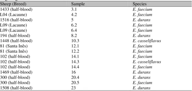 Table  1.  Enterococcus  spp.  isolated  from  sheep  milk  identified  by  the  sequencing  of  16S  rDNA  gene  using Sanger’s method  