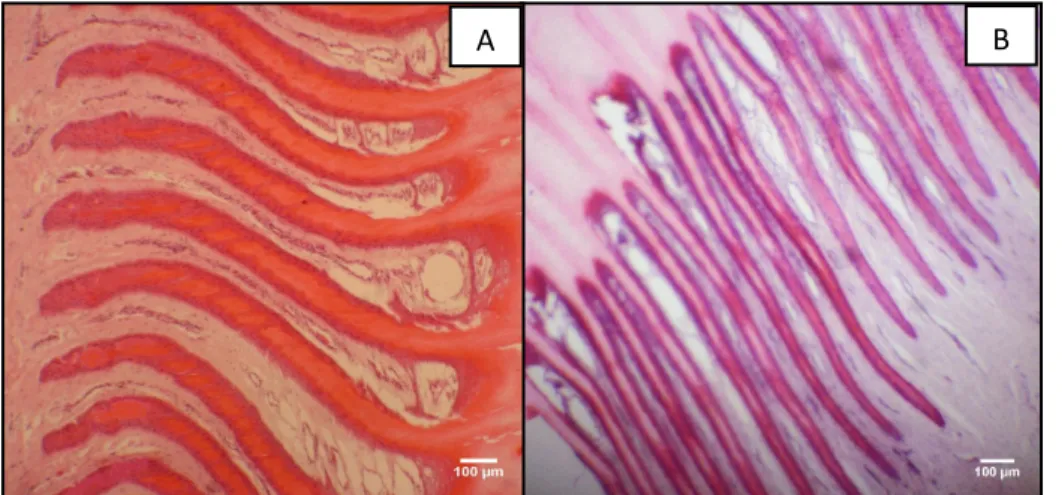 Figure  2.    Epidermal  papillae  of  the  Holstein  breed  cattle  hoof.  In  A,  thick  epidermal  papillae  of  pigmented hoof and, in B, thin epidermal papillae of non-pigmented hooves