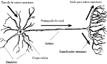 Figura 3.3 - Célula neuronal biológica com a sequência de propagação do sinal [59]. 