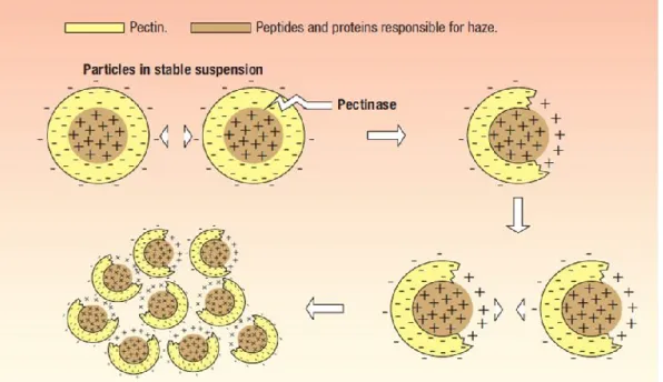 Figura 4- Formação dos agregados sólidos através da interação eletrostática. (Wine, Ingredients News, 2009)