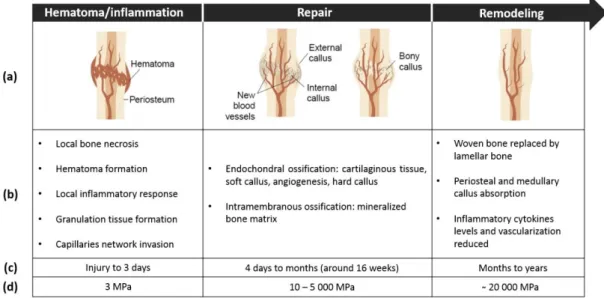 Table 2.4 - Schematic representation of the three-stage model for secondary bone healing