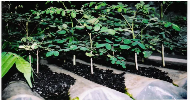 Figura 1 - Produção de mudas de Moringa na casa de vegetação hidropônica da escola. 