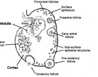 Figure 1. Drawing of the morphology of the canine ovary 