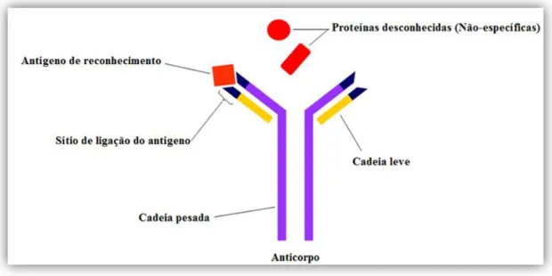 Figura 1.7: Especificidade de interação entre antígeno e anticorpo. 