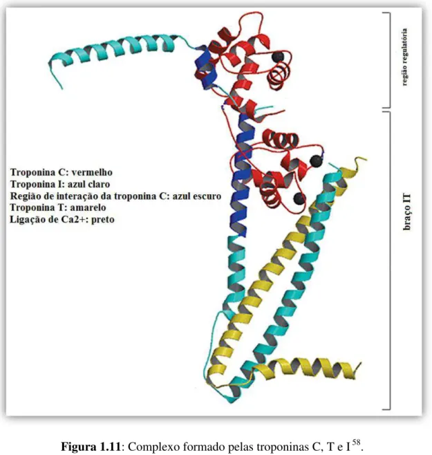 Figura 1.11: Complexo formado pelas troponinas C, T e I  58 .  