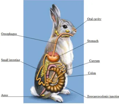 Figure 1 shows the schematic view of the digestive tract of the rabbit; it exemplifies the very  large cecum, which is the site of the hind-gut fermentation  