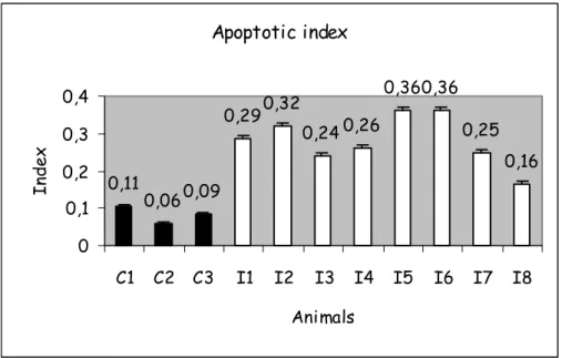 Figure 5. Average of the apoptotic index (number of apoptotic cells/total number of cells) per 40 fields  studied per thymus of CDV experimentally infected puppies