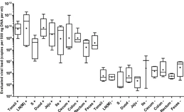 Figure 1. Box plot of estimated PCV-2 viral load (copies per 500 ng DNA) from several organs of IHQ  positive (+) and negative (-) animals (N = 9)