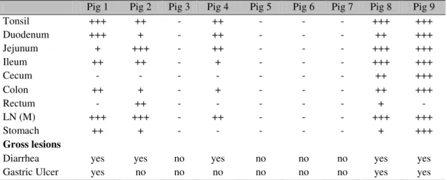 Table 1. PCV-2 immunohistochemistry staining intensity in different tissues and gross lesions in wasted  pigs 