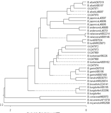 Figure 2. Phylogenetic tree based on 552 base pairs long sequence of borrelial gene encoding 16S rRNA