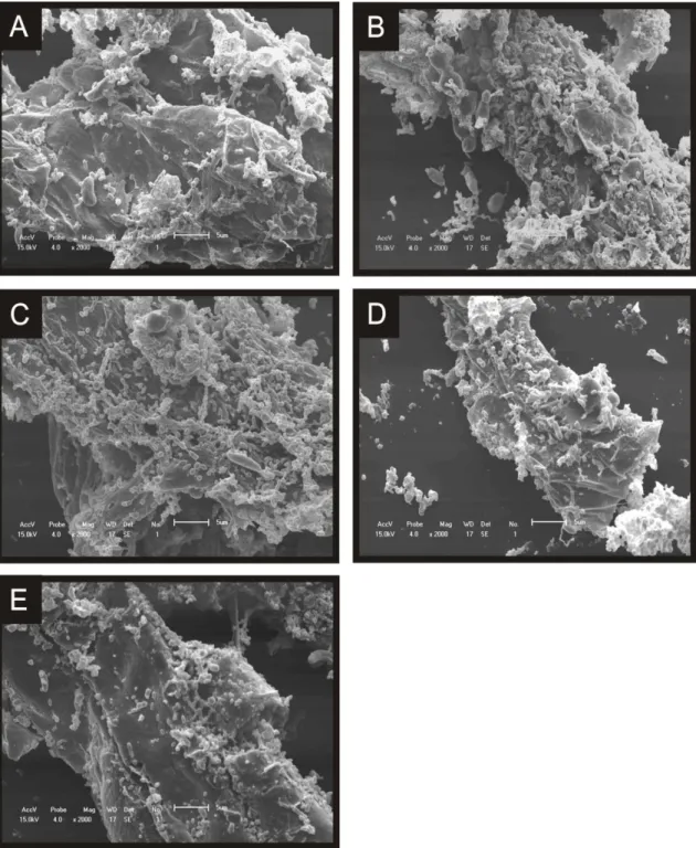 Figure 1. Scanning electron micrographs of the rumen content of Saanen goats 3h after feeding (A: 0% 