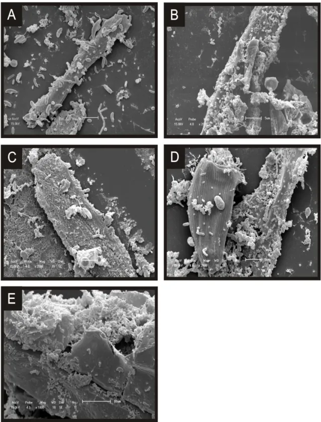 Figure 2.Scanning electron micrographs of the rumen content of Saanen goats 6h after feeding (A: 0% 