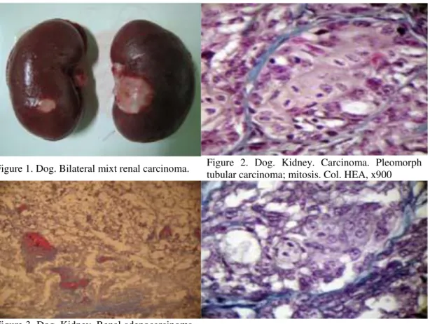 Figure 3. Dog. Kidney. Renal adenocarcinoma. 