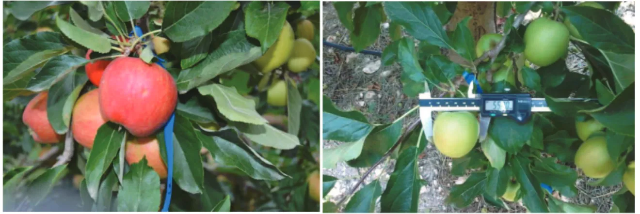 Fig. 6: Marcação em corimbo para monitorização de frutos (esq.) e medição de fruto de cv