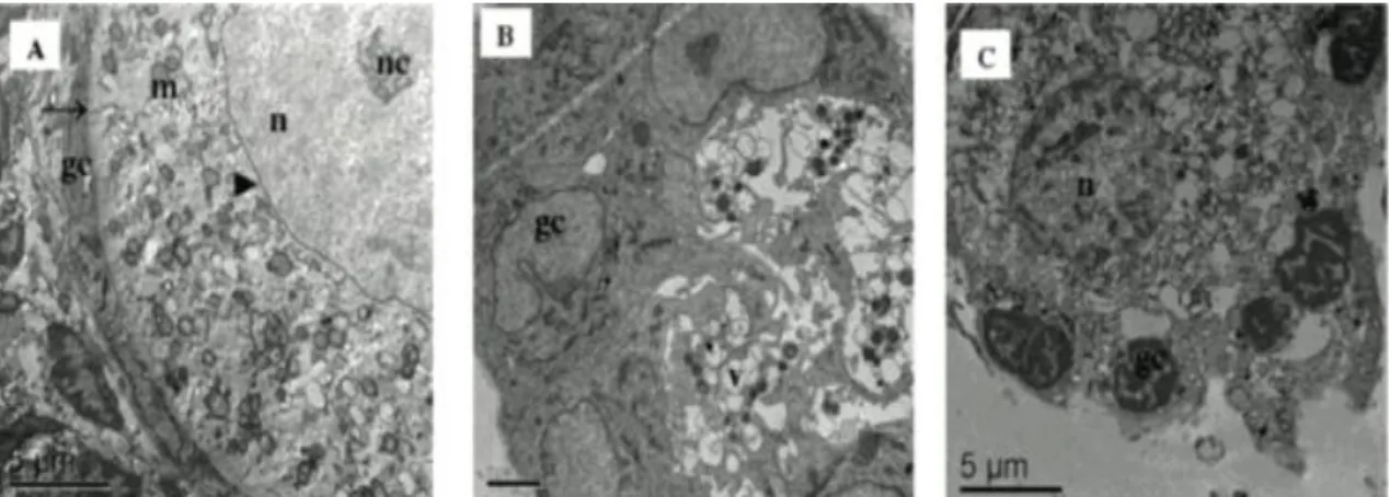 Figure 3. Electron micrographs in caprine ovarian tissue, with preantral follicle. (A) cultured in 1ng/mL  S1P  for  7  days,  (B)  cultured  in  50ng/mL  of  S1P  for  7  days  and  (C)  non-cultured  follicles