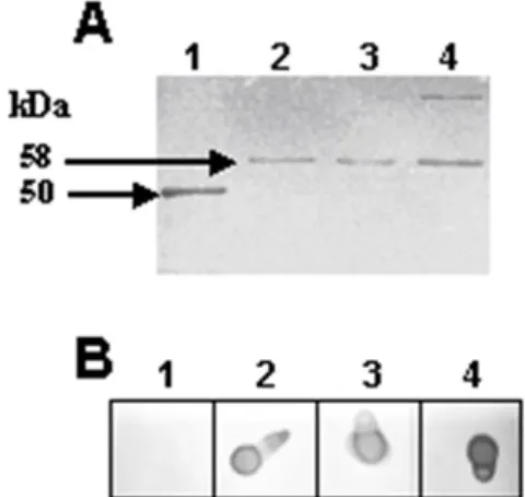 Figure  1.  A-  Western  blot  using  rSeM  and   anti-6Xhis MAb.  1- Protein marker (50 kDa);  2-4,  rSeM  protein  obtained  during  purification  by  affinity  chromatography
