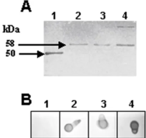 Figure  1.  A-  Western  blot  using  rSeM  and   anti-6Xhis MAb.  1- Protein marker (50 kDa);  2-4,  rSeM  protein  obtained  during  purification  by  affinity  chromatography