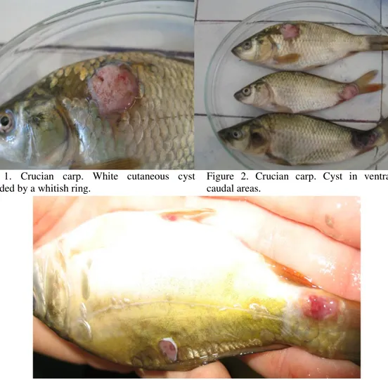Figure  1.  Crucian  carp.  White  cutaneous  cyst  surrounded by a whitish ring. 