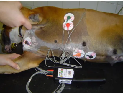 Figure 1.  Recording of SAECG in a Boxer dog. The electrodes are placed forming an orthogonal lead  system (leads X, Y and Z)
