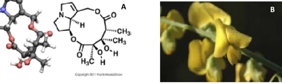 Figura 1 – A) Estrutura química da monocrotalina; B) Planta de onde é obtida a monocrotalina: 
